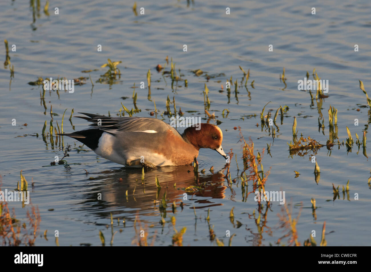 Eurasian wigeon (Anas penelope) drake feeding in freshwater marsh. Norfolk, England. November. Stock Photo