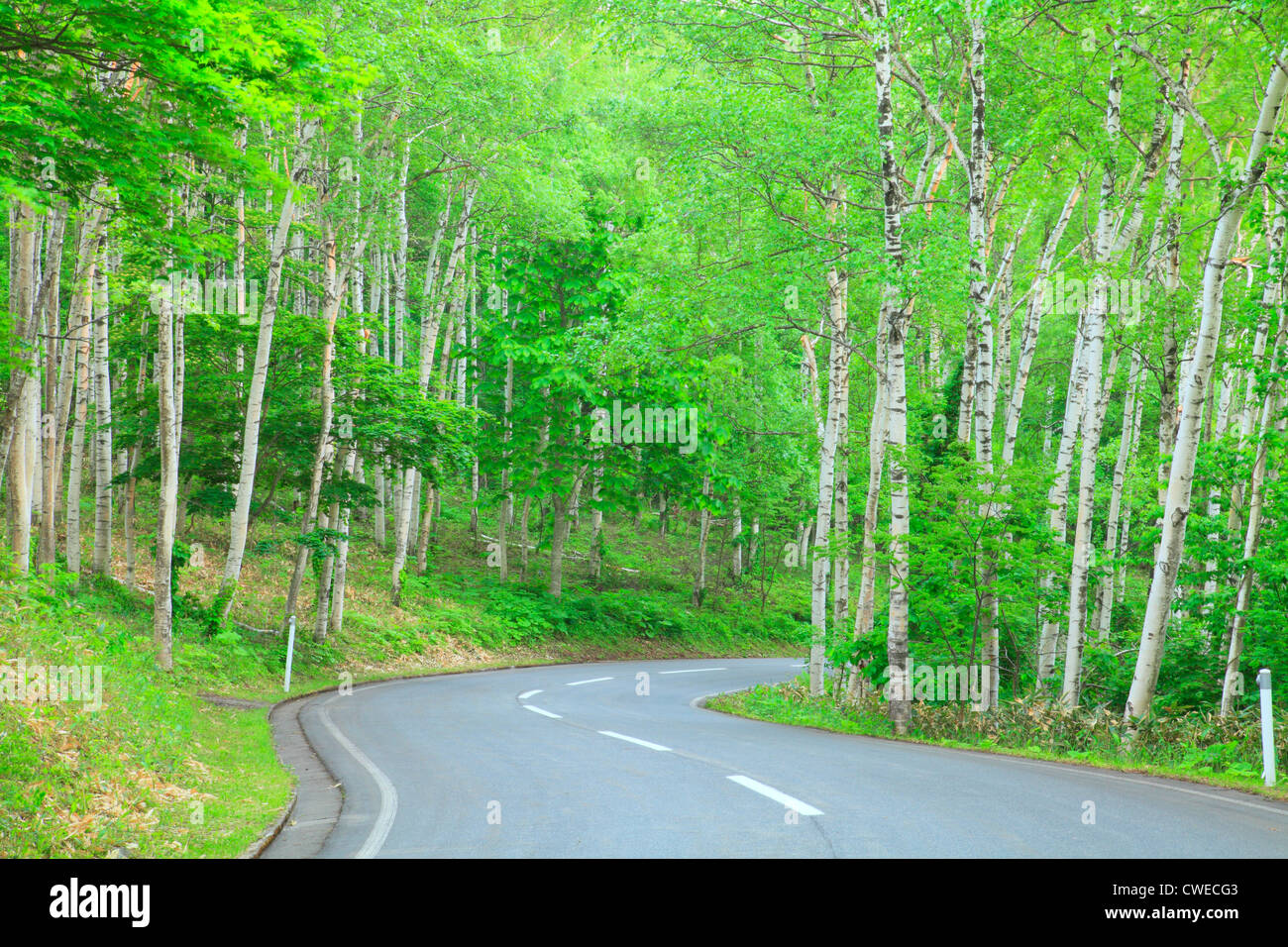 Road In Woodland Stock Photo