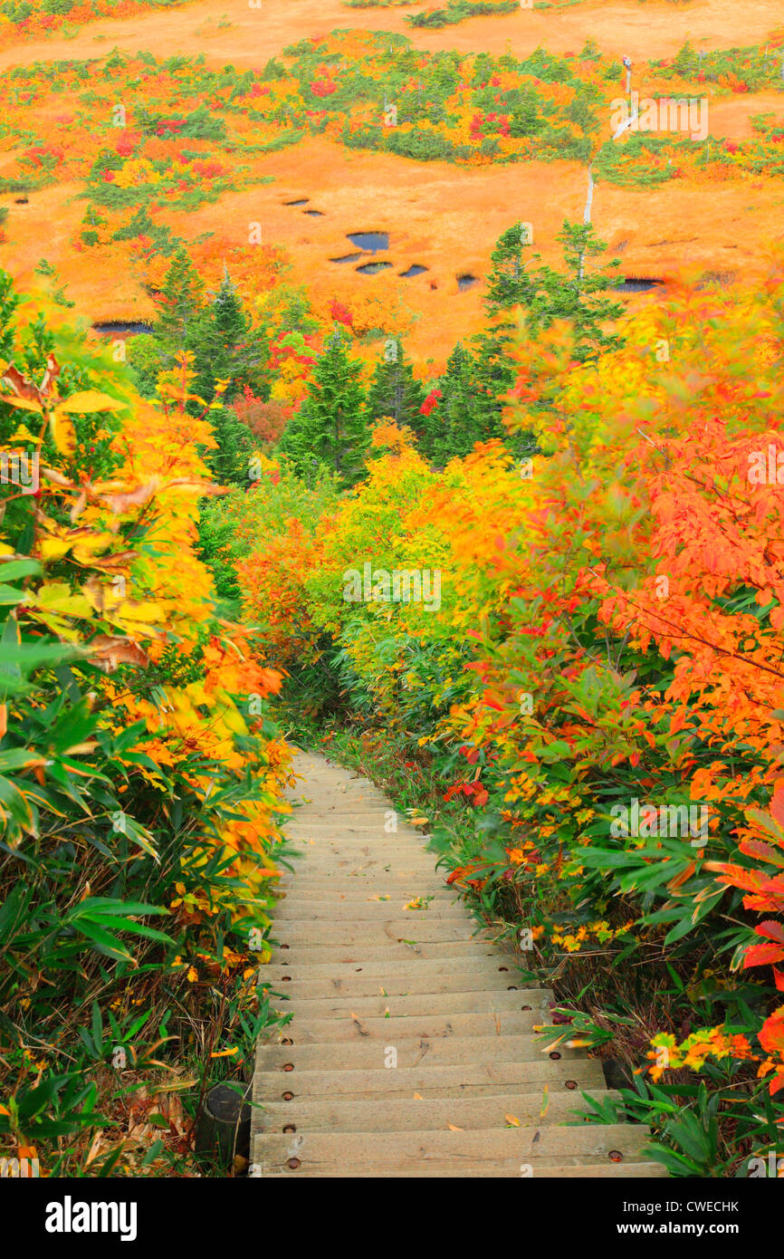 Wooden Downstairs In Forest, Autumn Stock Photo