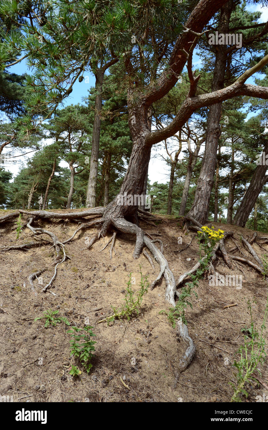 Formby pine woods north west england uk Stock Photo