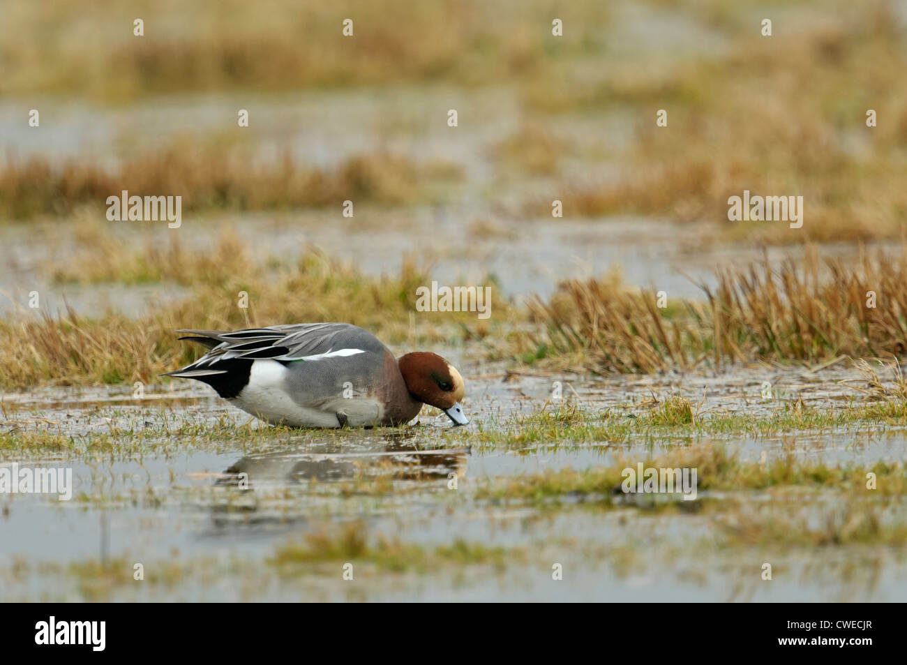 Eurasian wigeon (Anas penelope) drake feeding in freshwater marsh. Norfolk, England. March. Stock Photo