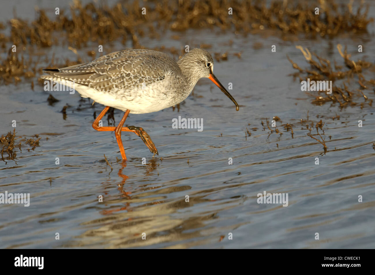 Spotted redshank (Tringa erythropus) adult in winter plumage. Norfolk, England. March. Stock Photo