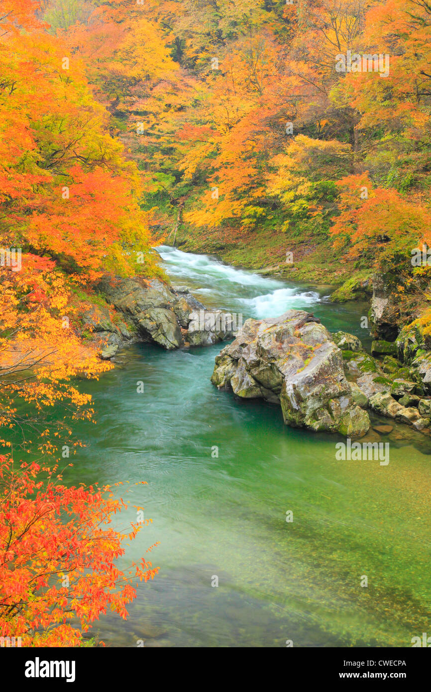 Water flowing forest hi-res stock photography and images - Alamy