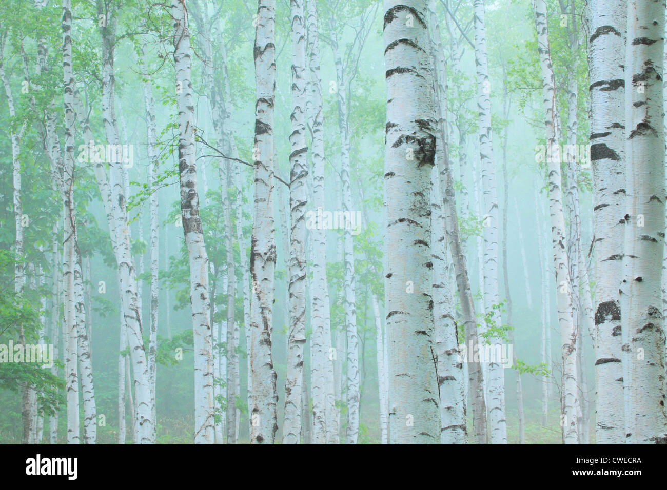 Foggy Aspen Trees, Background Stock Photo