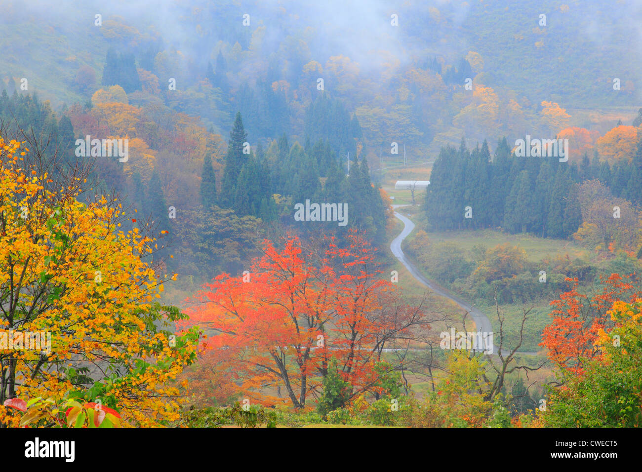 Foggy Morning Scene Of Woodland With Road, Autumn Stock Photo