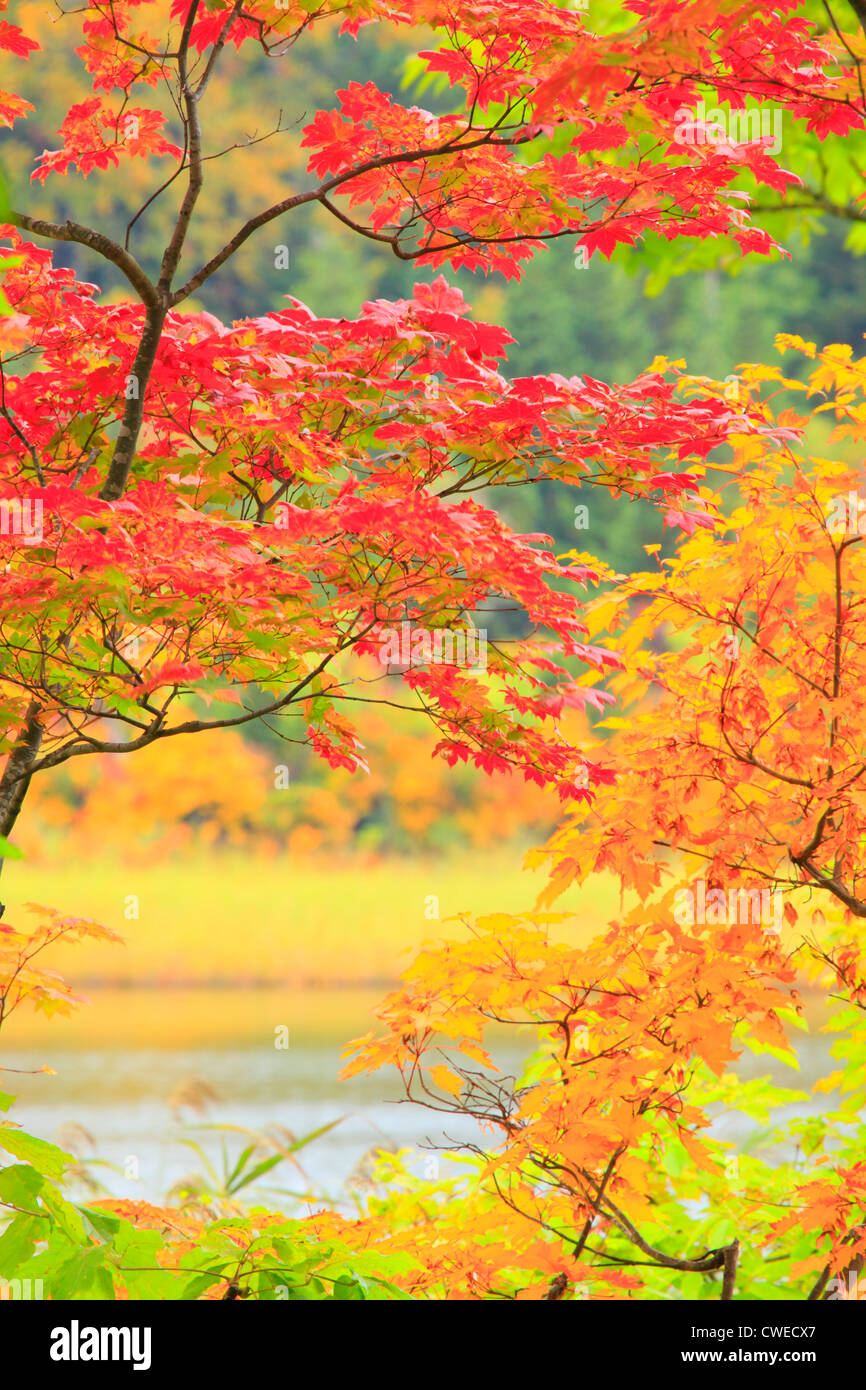 Red And Orange Autumn Tree Branches Stock Photo