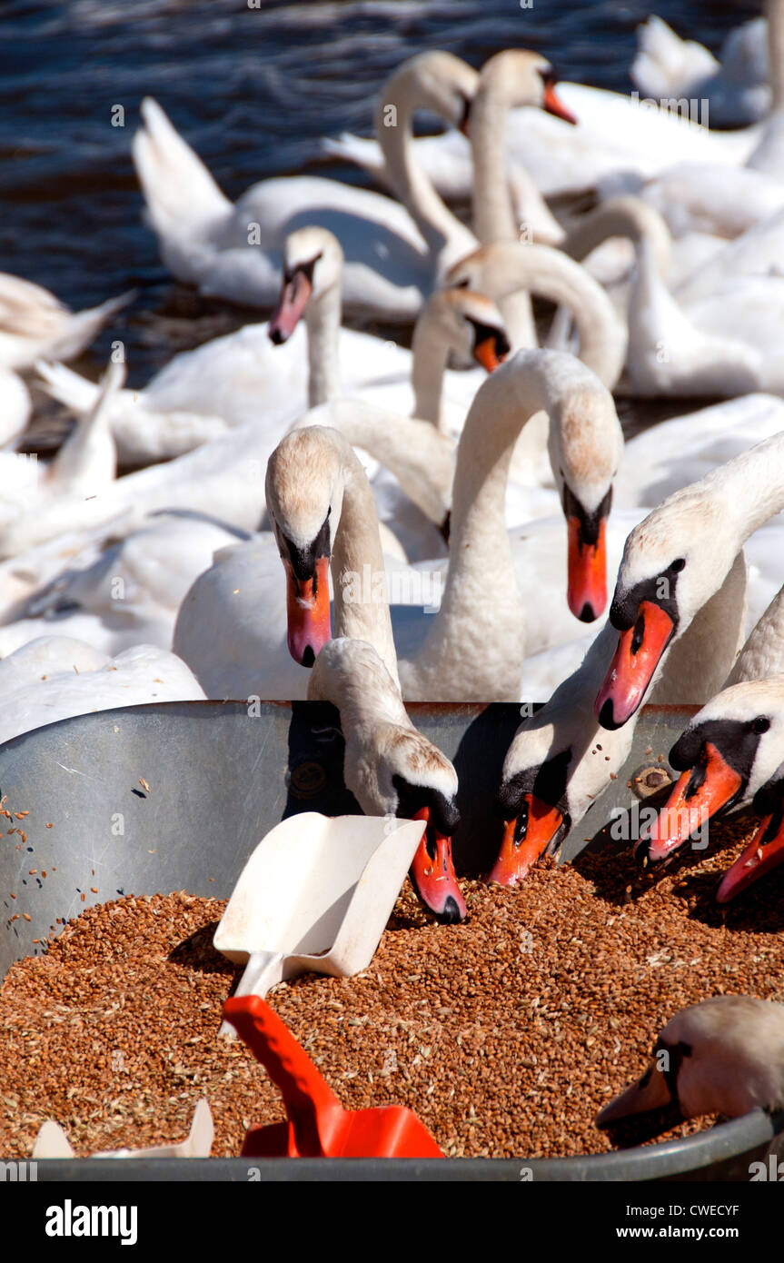Swans feeding themselves Stock Photo