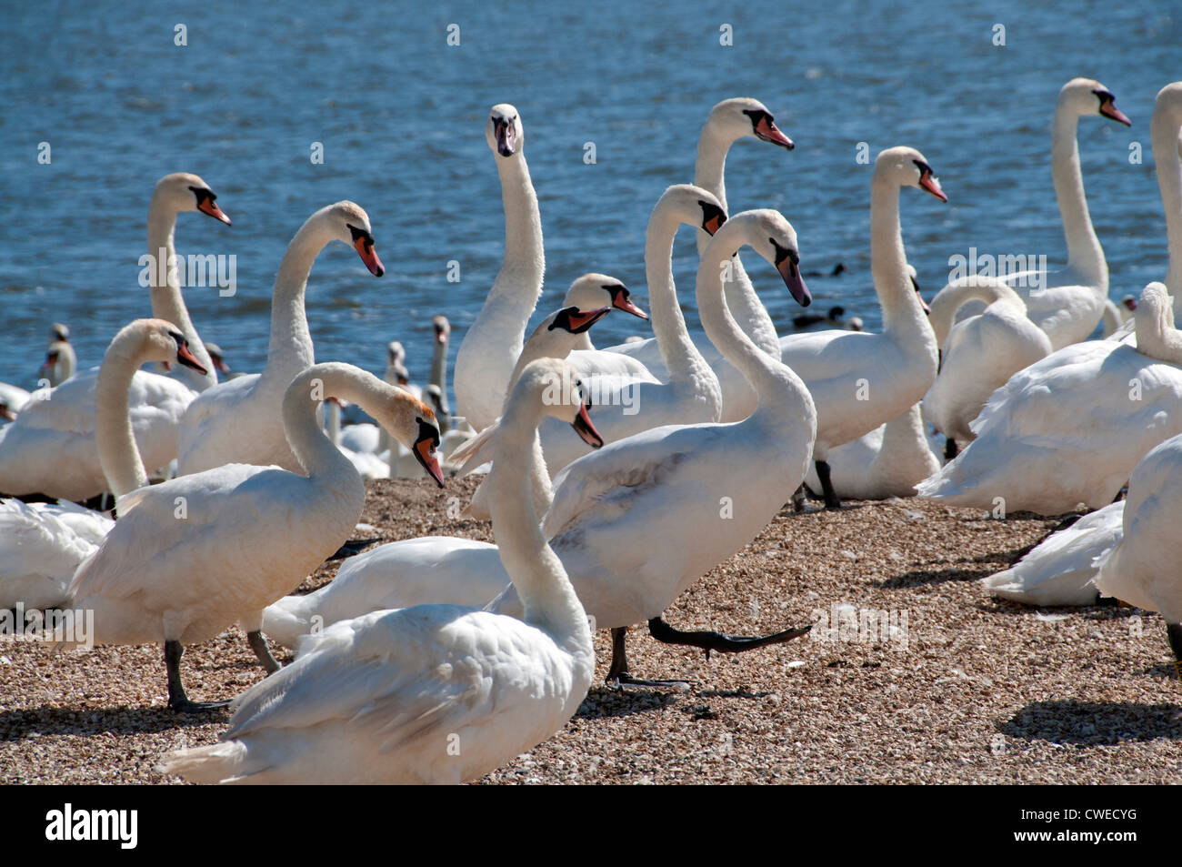 Against the grain, an independent swan Stock Photo