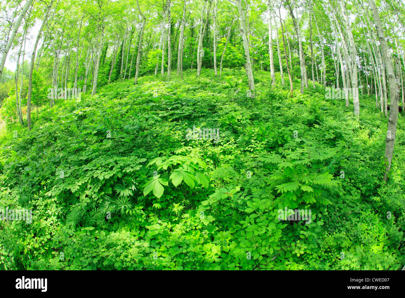 Ground Covered With Leaves, Green Stock Photo