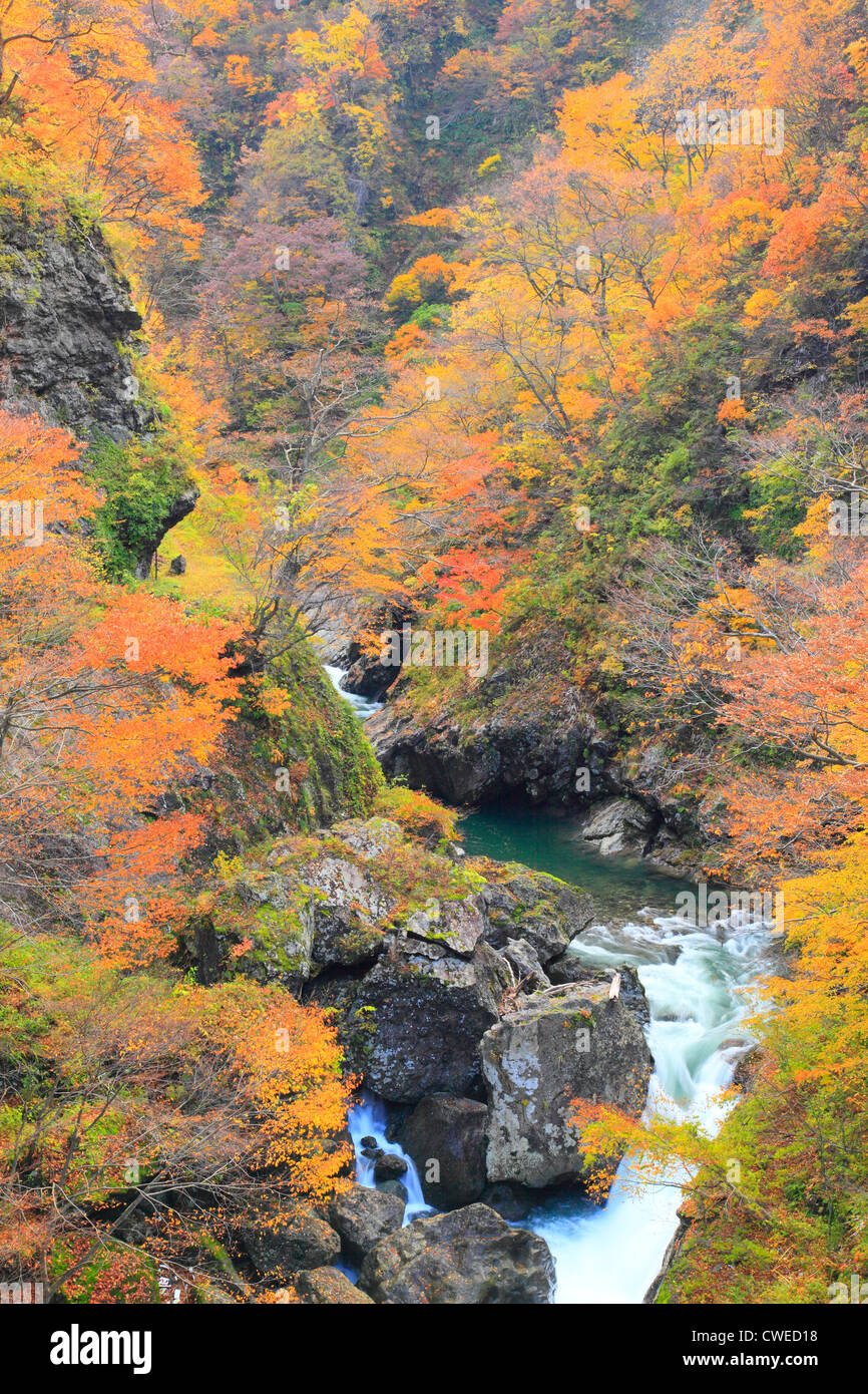 Water Flowing Through Forest In Autumn Stock Photo