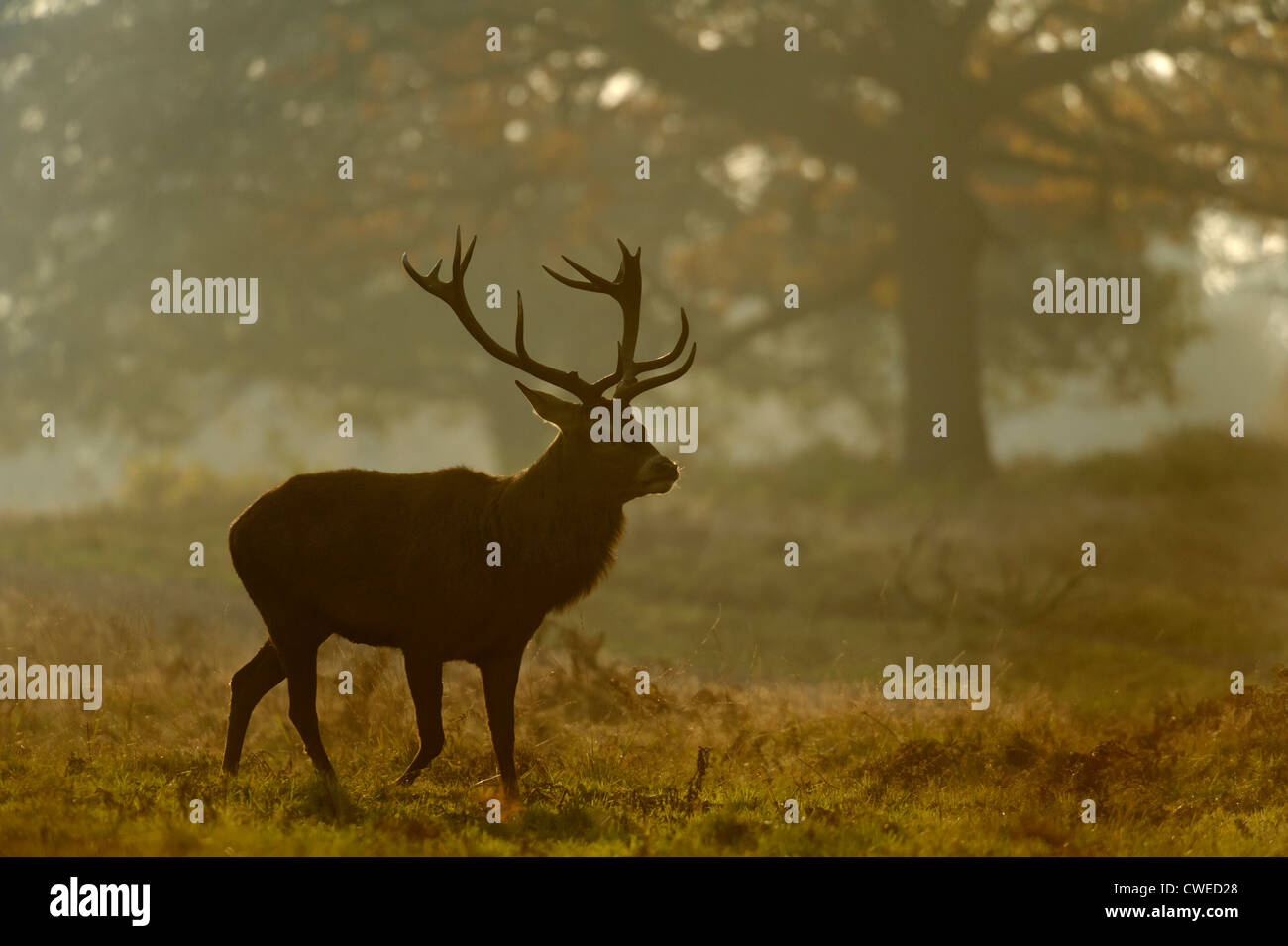 Red deer (Cervus elephas) stag and hinds in autumn at Richmond Park in Surrey. November. Stock Photo