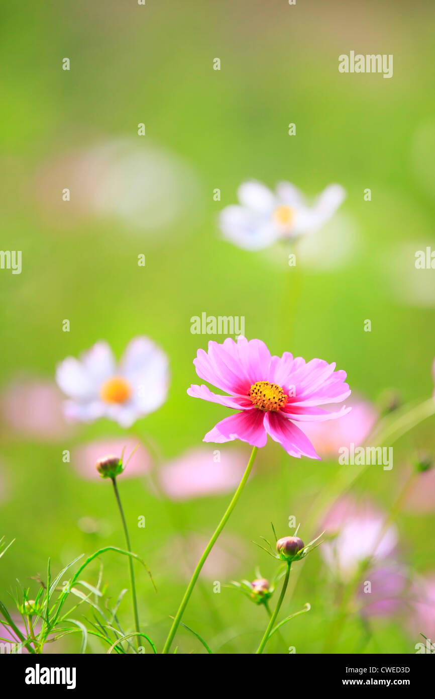 Selective focus flower hi-res stock photography and images - Alamy