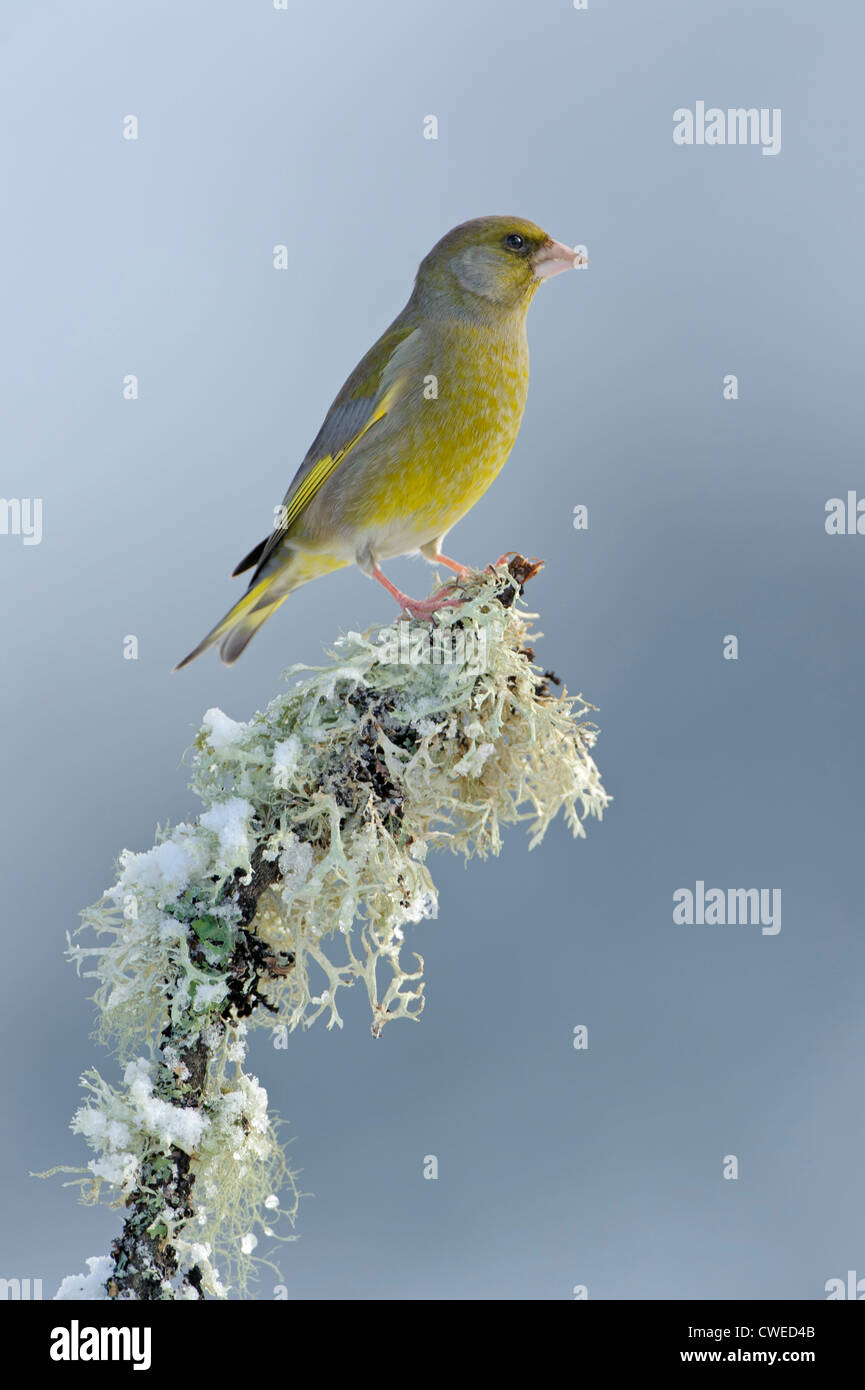 Greenfinch (Carduelis chloris) adult male in winter. Speyside, Scotland. February. Stock Photo
