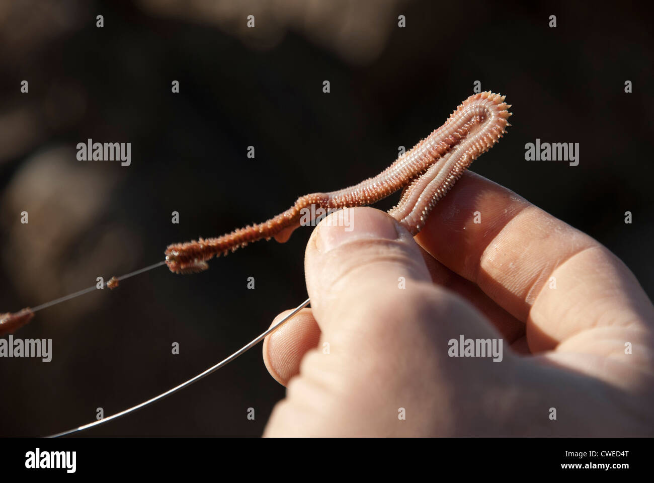 Baiting Hook with Worm fishing close up - Porto -Portugal Stock Photo