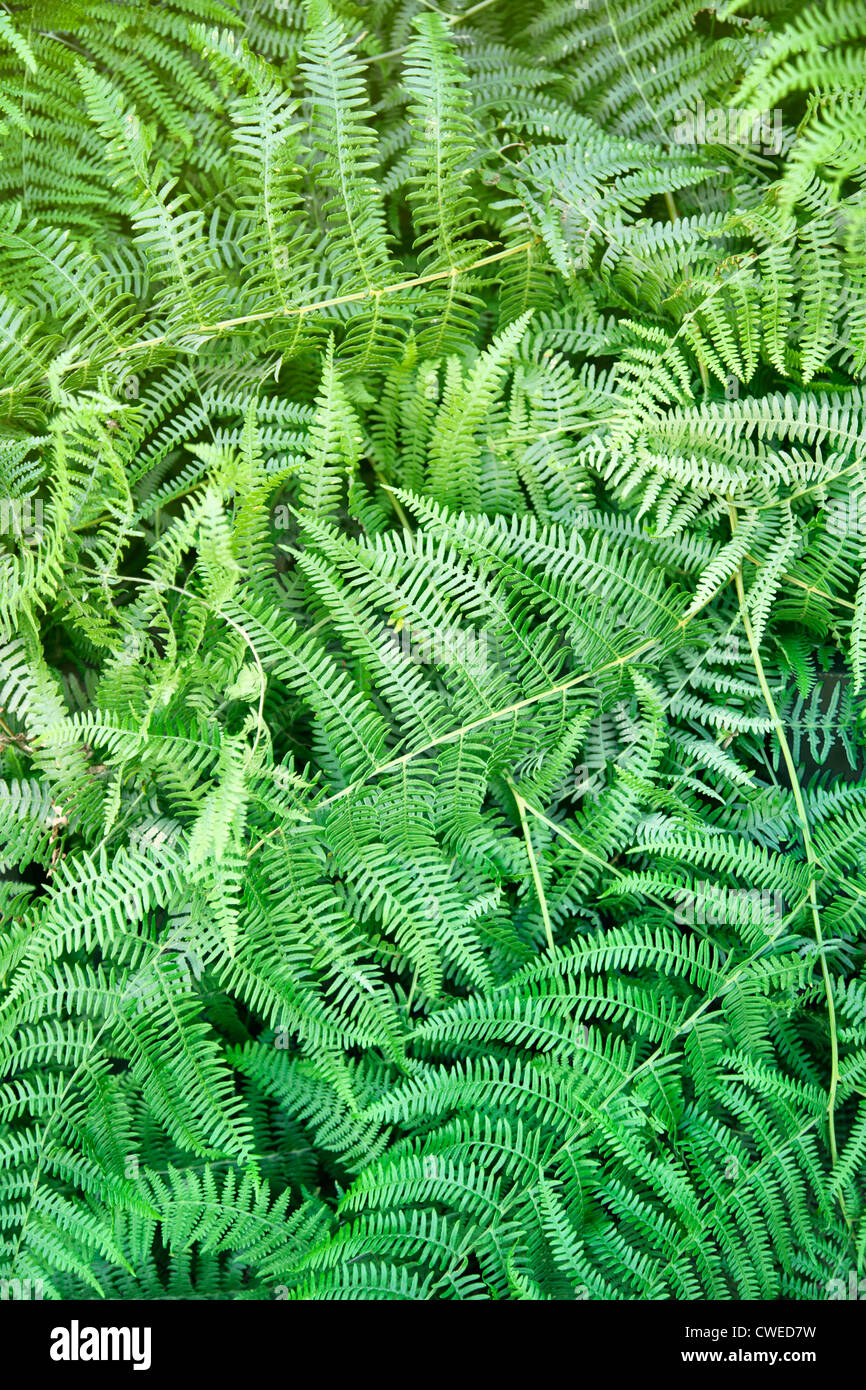 Lush green fern hi-res stock photography and images - Alamy