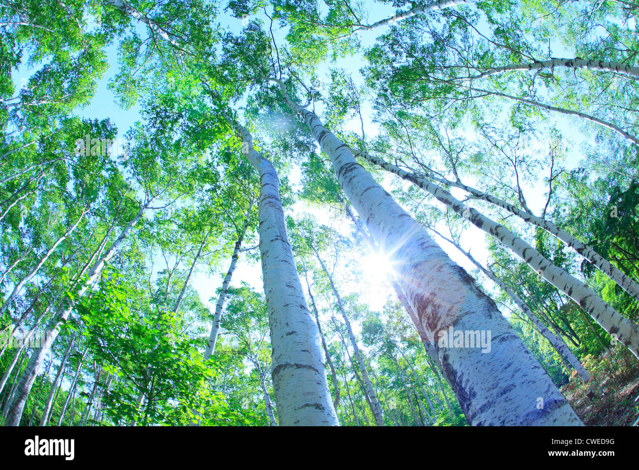 Tall Trees, View From Below, Lens Flare Stock Photo