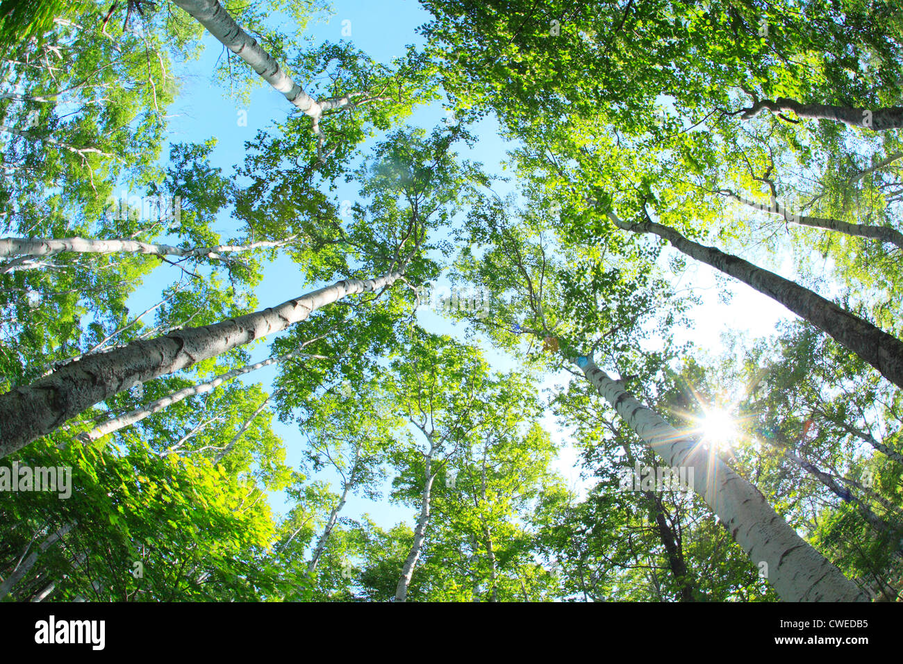 Tall Trees, View From Below Stock Photo