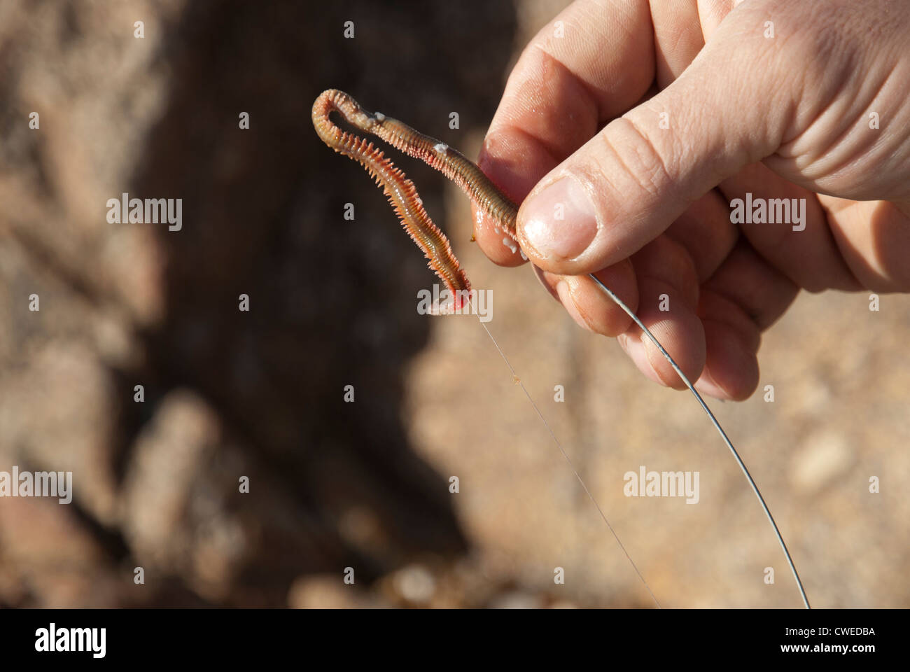 Hook Baited with Live Worm Hanging from Fishing Line Stock Photo