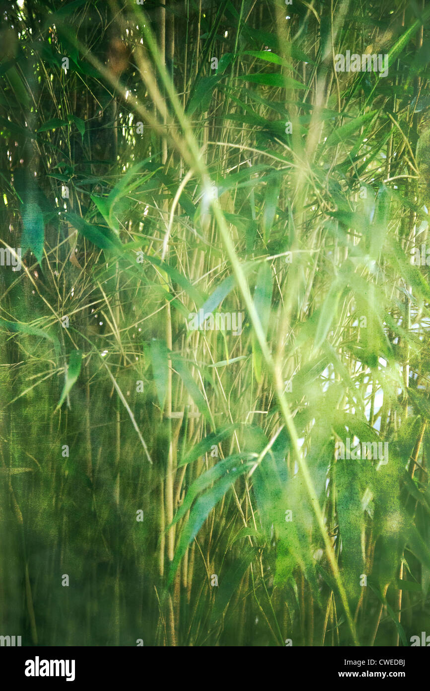 Wild Bamboo Foliage through Window Stock Photo