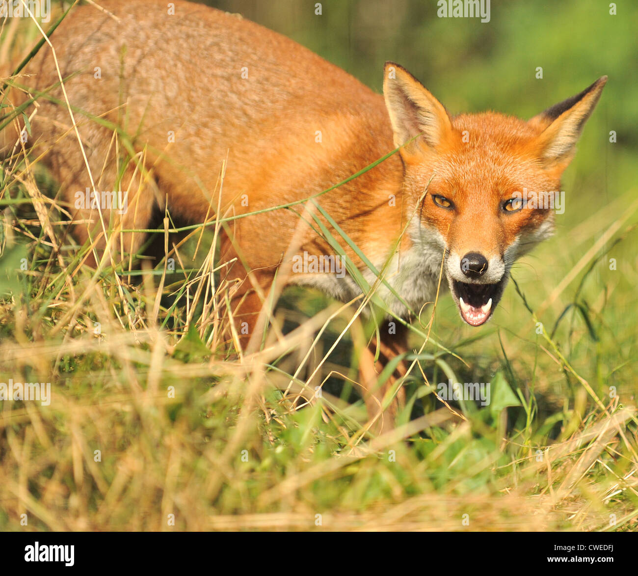 red fox in grassland Stock Photo
