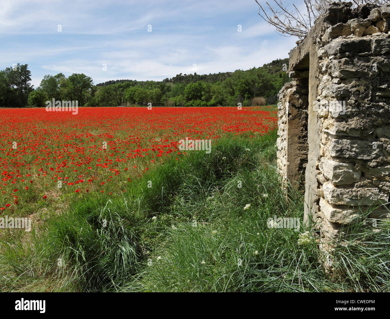 Poppies provence france hi-res stock photography and images - Alamy