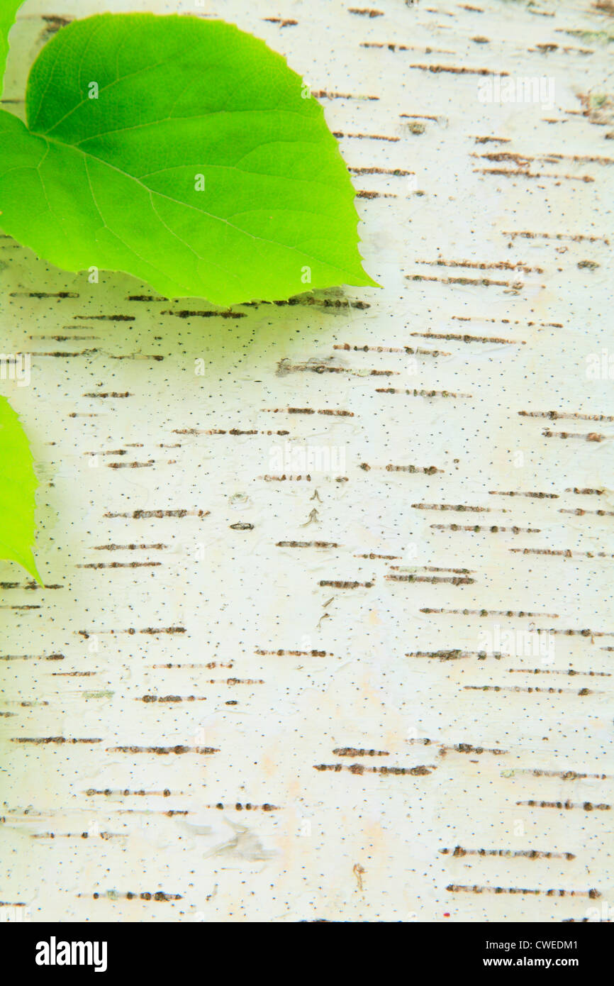 Close Up View Of Tree Trunk With New Leaf Stock Photo