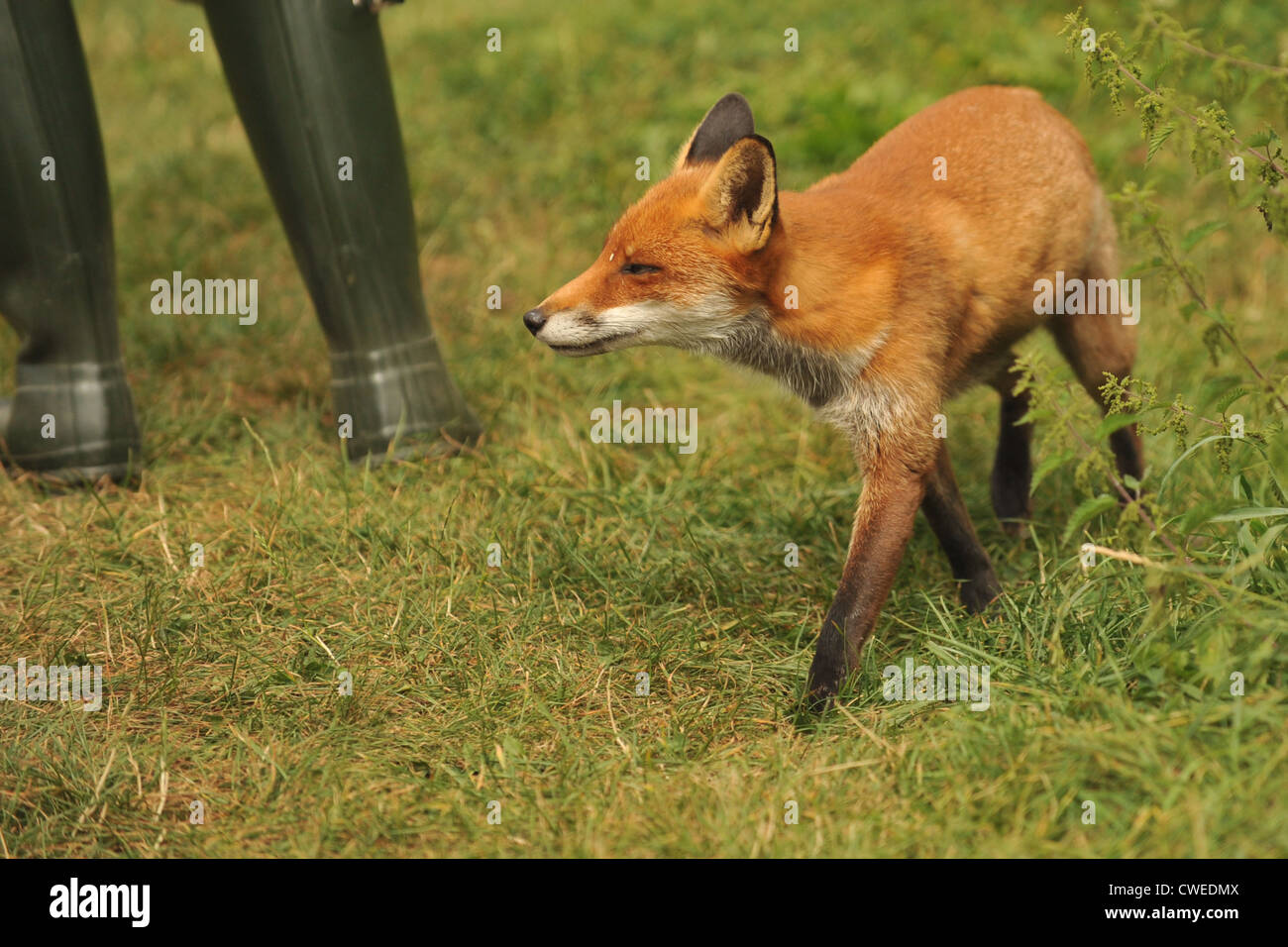 red fox next to a human Stock Photo