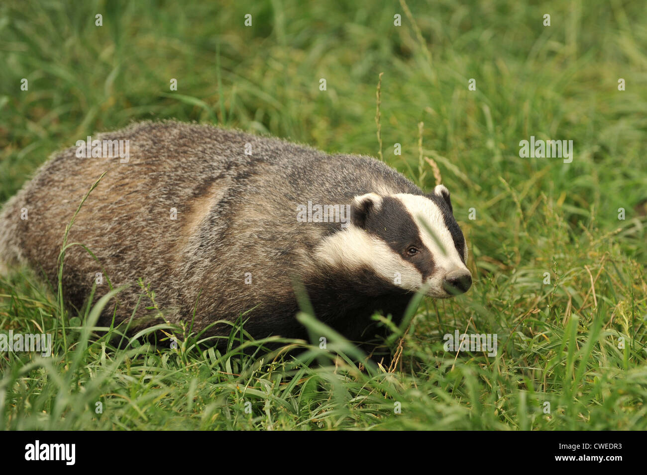 eurpoean badger in grassy field Stock Photo