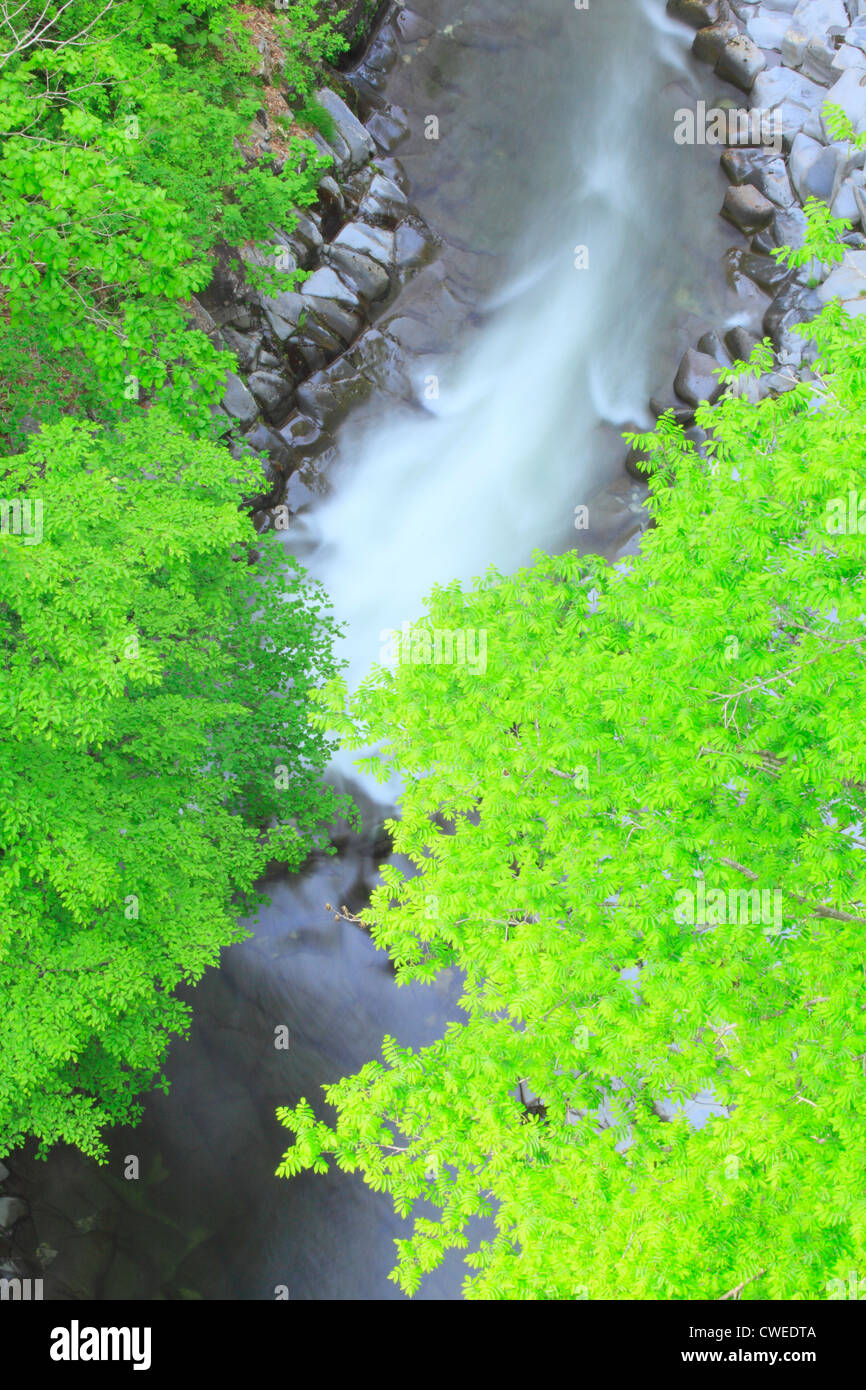 Shiny Green Tree Branches And Waterfalls, View From Above Stock Photo