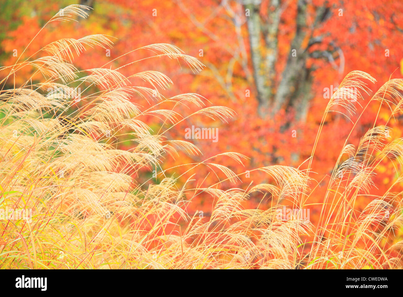 Close Up Of Wild Grass And Autumn Trees In Background Stock Photo