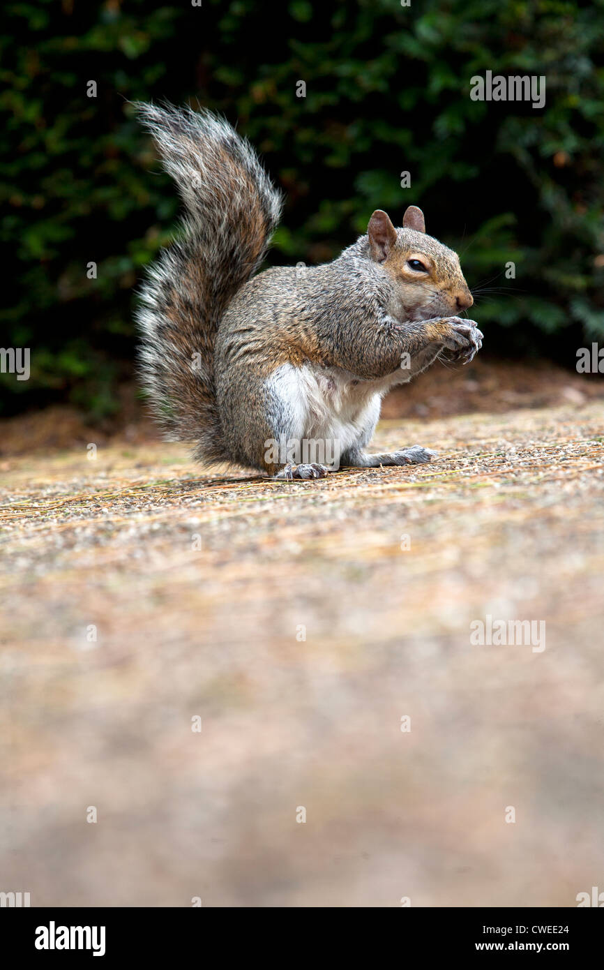 Common gray squirrel eating peanuts Stock Photo Alamy