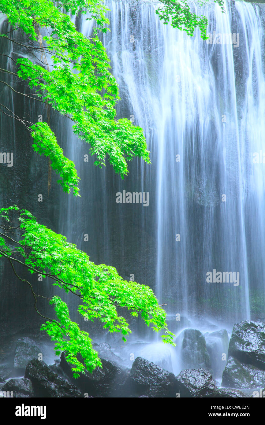 Shiny Green Tree Branches And Waterfalls Stock Photo