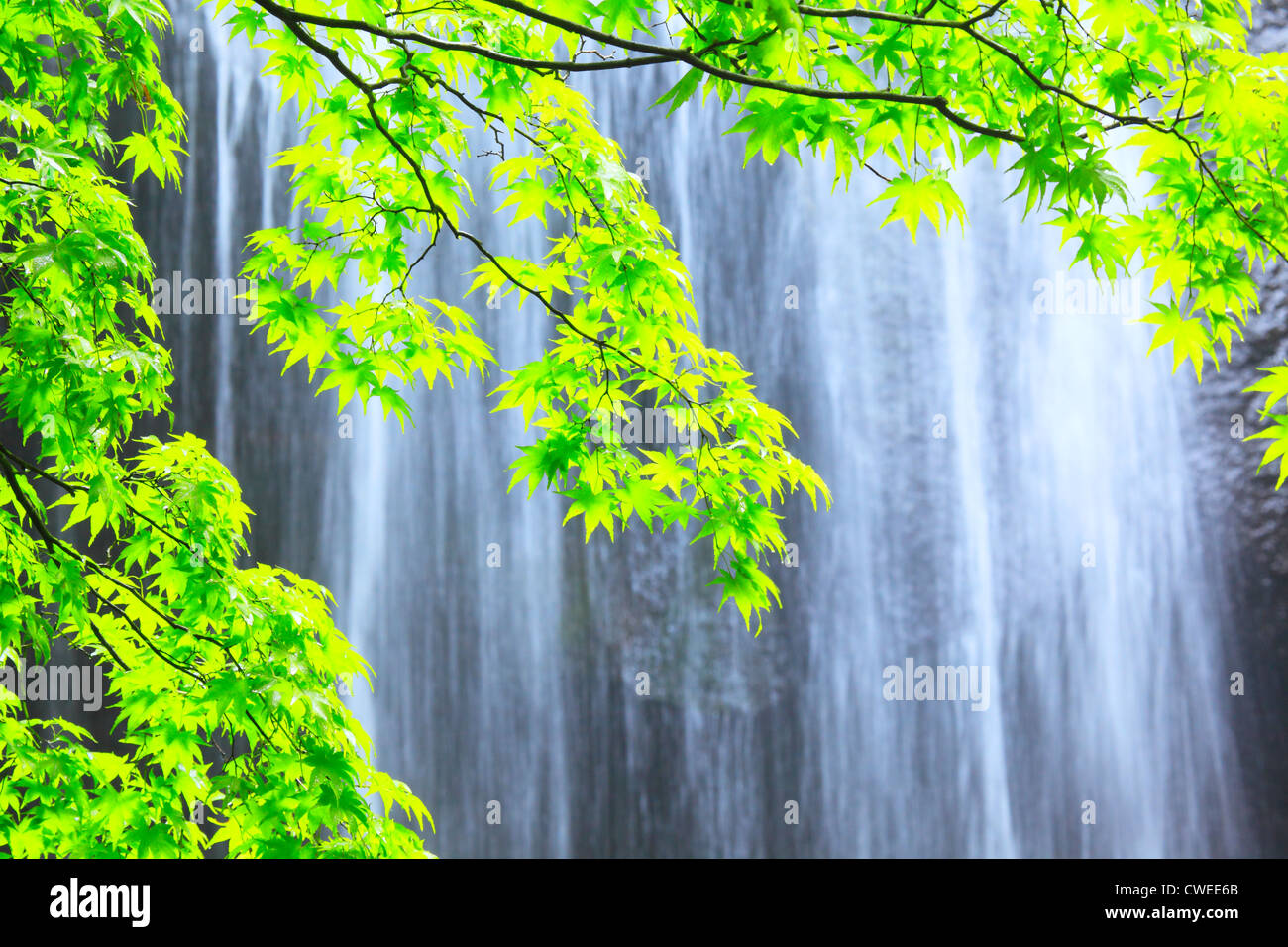 Shiny Green Leaves And Waterfall In Background Stock Photo