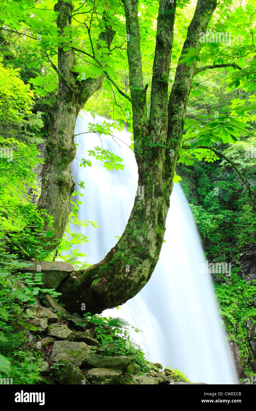 Waterfall In Lush Forest Stock Photo