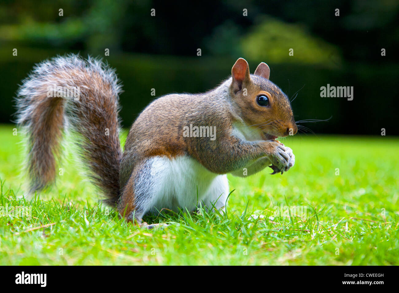 Common gray squirrel eating peanuts Stock Photo Alamy