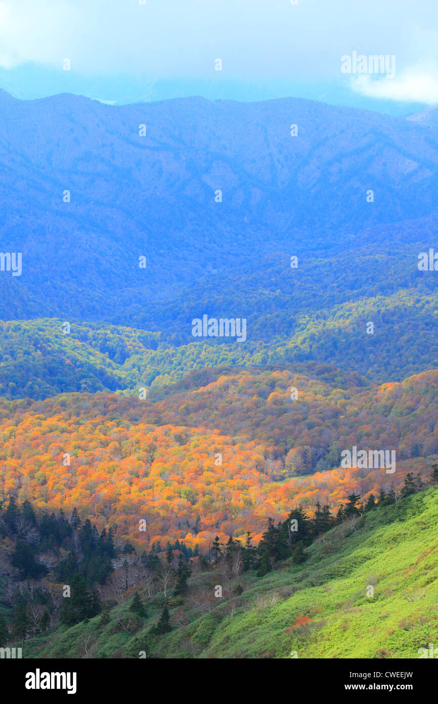 Majestic View Of Lush Forest In Autumn Stock Photo
