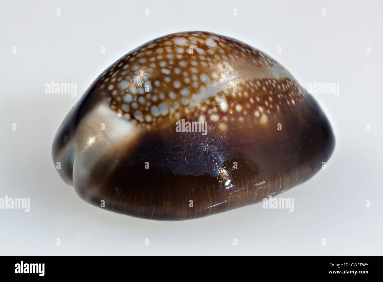 Small Cowrie seashell Stock Photo Alamy