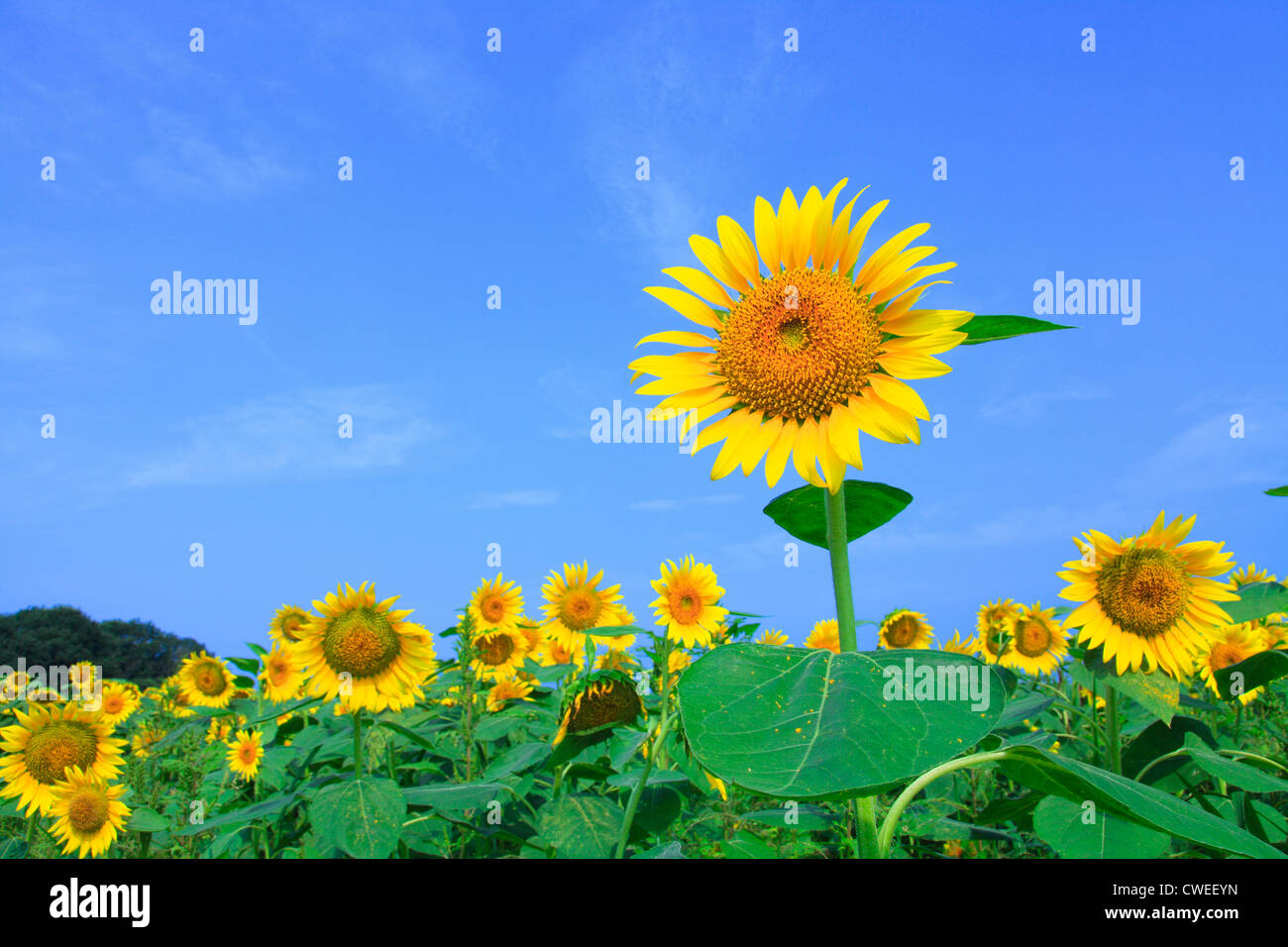 Sunflower Field And Blue Sky In Background Stock Photo