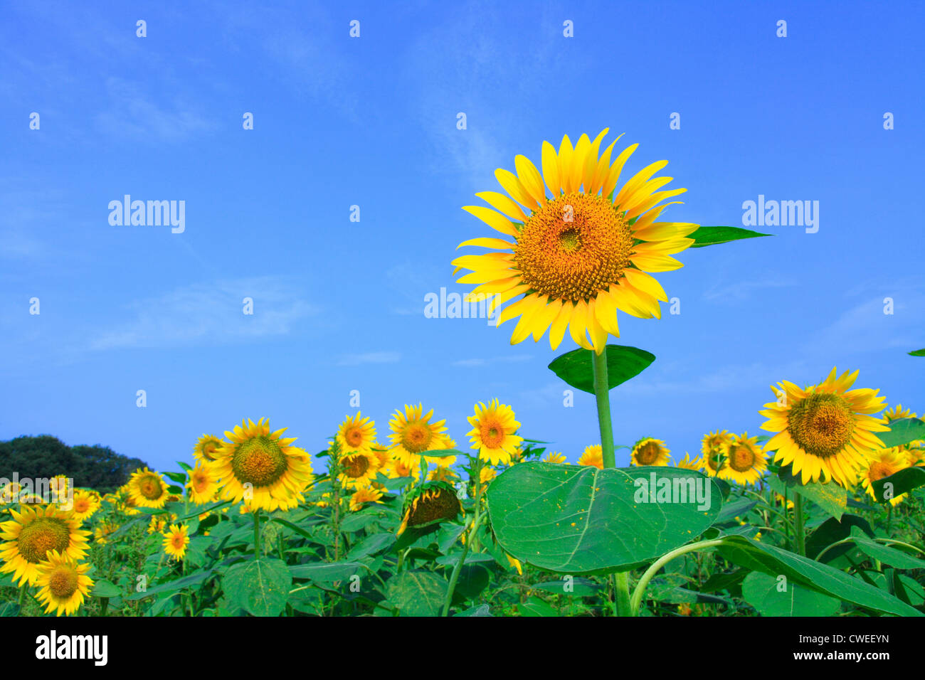 Sunflower Field And Blue Sky In Background Stock Photo - Alamy