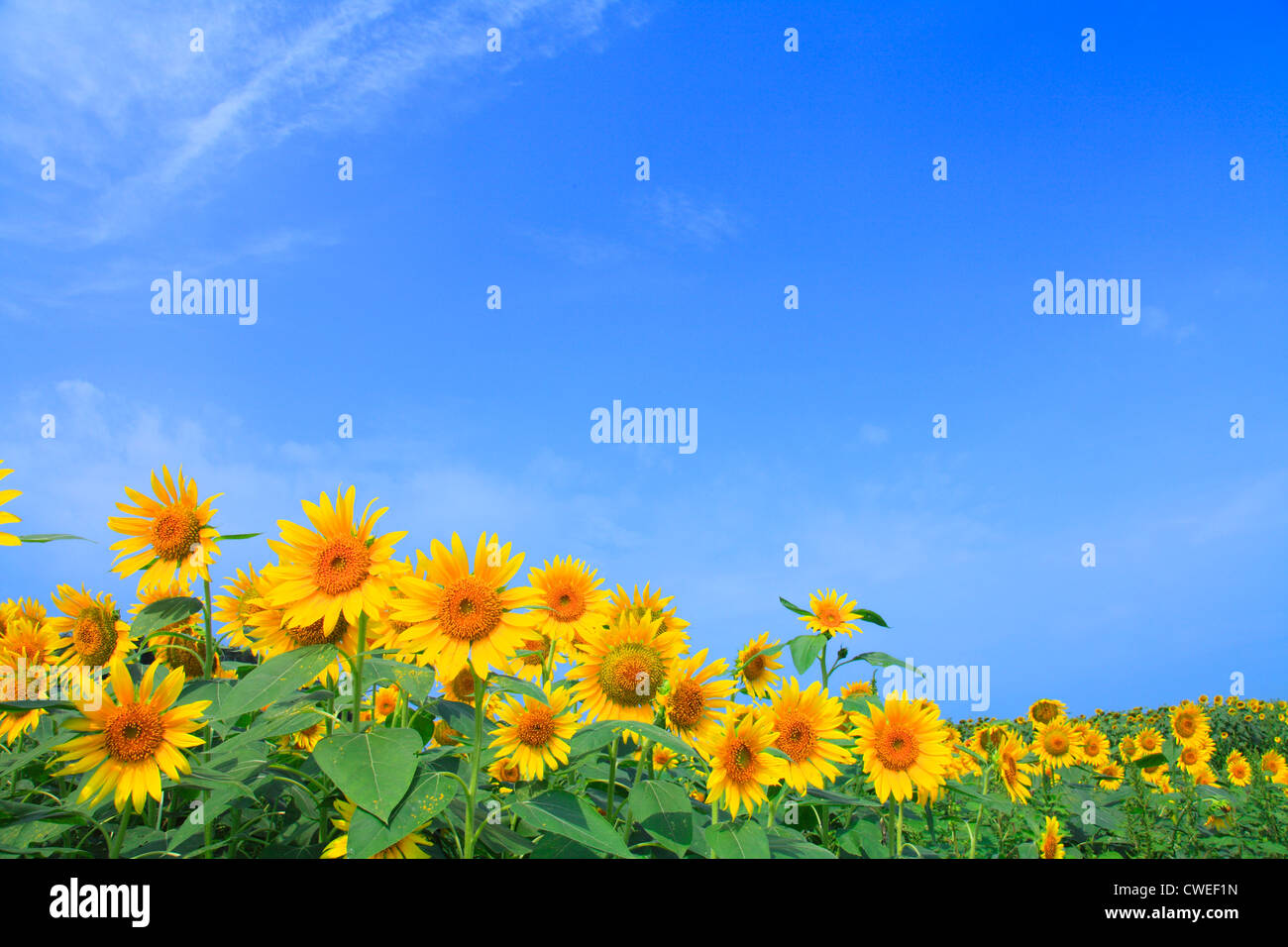 Sunflower Field And Blue Sky In Background Stock Photo