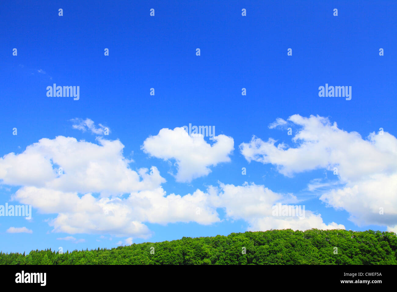 Lush Trees And Blue Sky With Clouds In Background Stock Photo