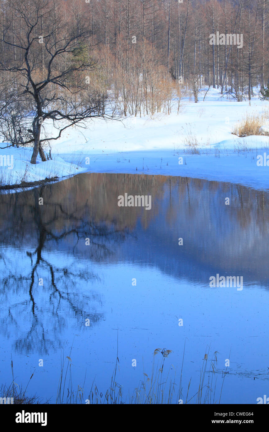 Reflection Of Bare Tree In Pond Water, Winter Stock Photo