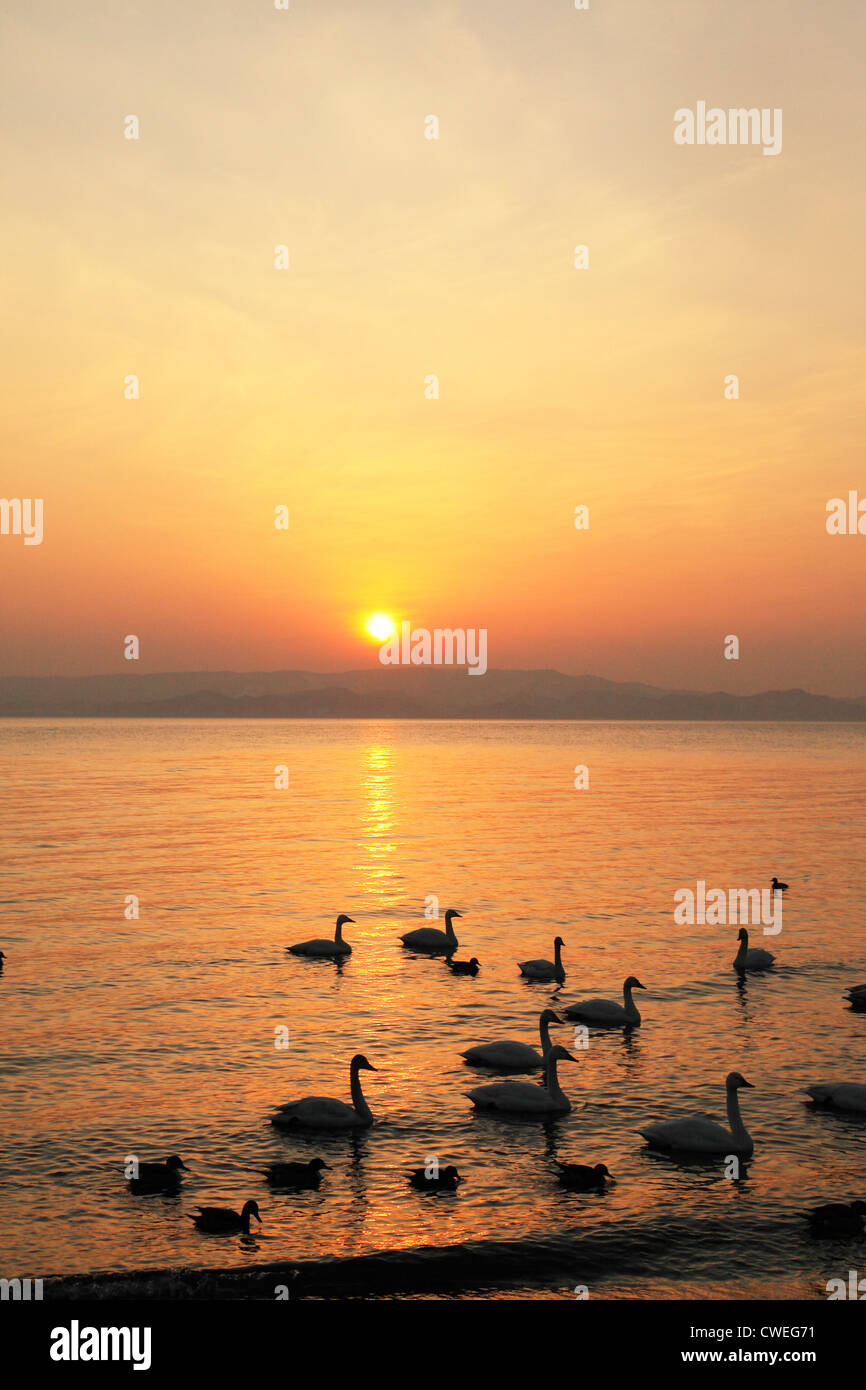 Ducks On Lake At Sunset, Dusk Stock Photo