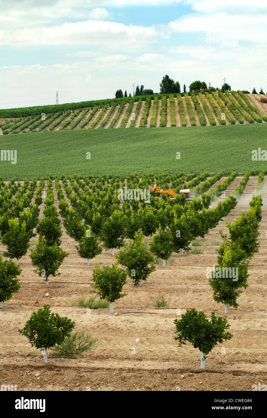 Young orange trees planted in rows Stock Photo - Alamy