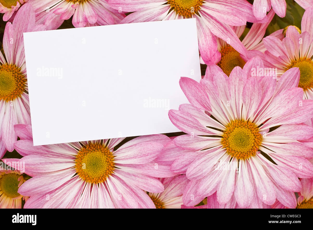 Pink Chrysanthemum Floral bouquet background with blank greeting tag to insert your marketing message or florists branding Stock Photo