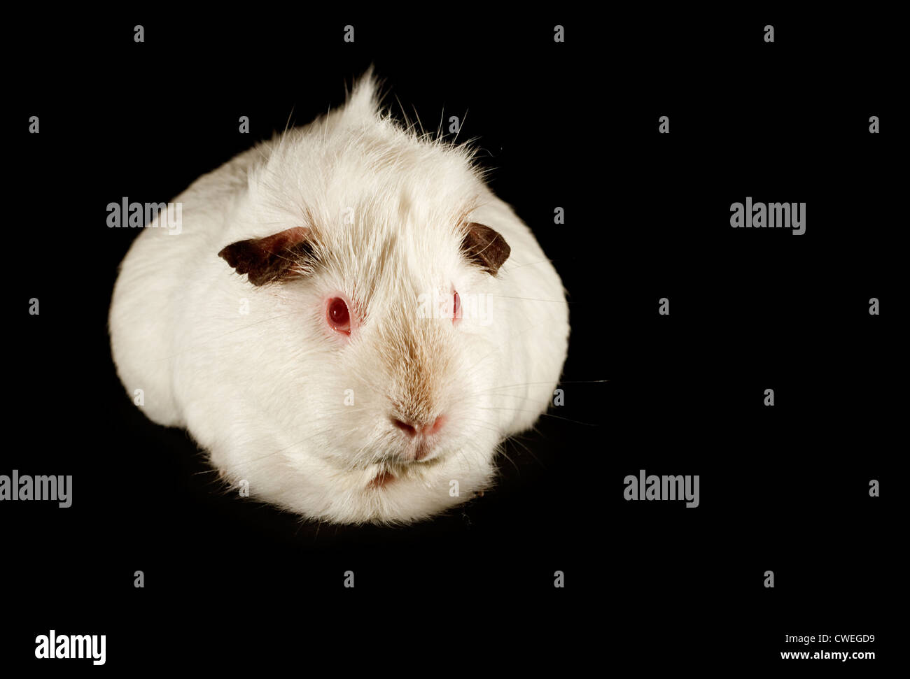 The guinea pig a common and cute small family pet available from pet shops, isolated on a black background Stock Photo