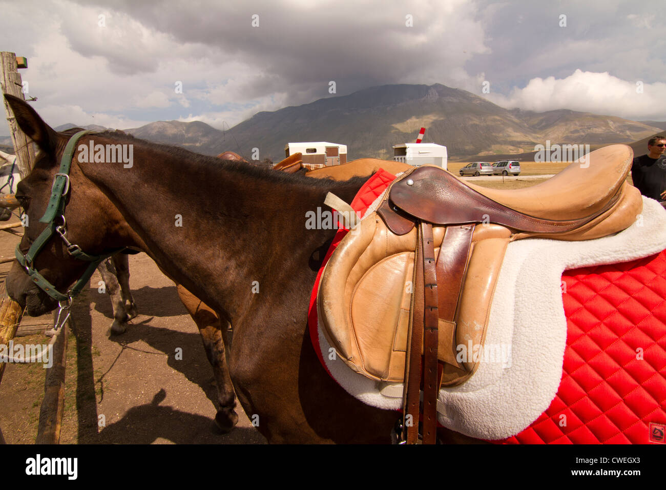 No saddle hires stock photography and images Alamy