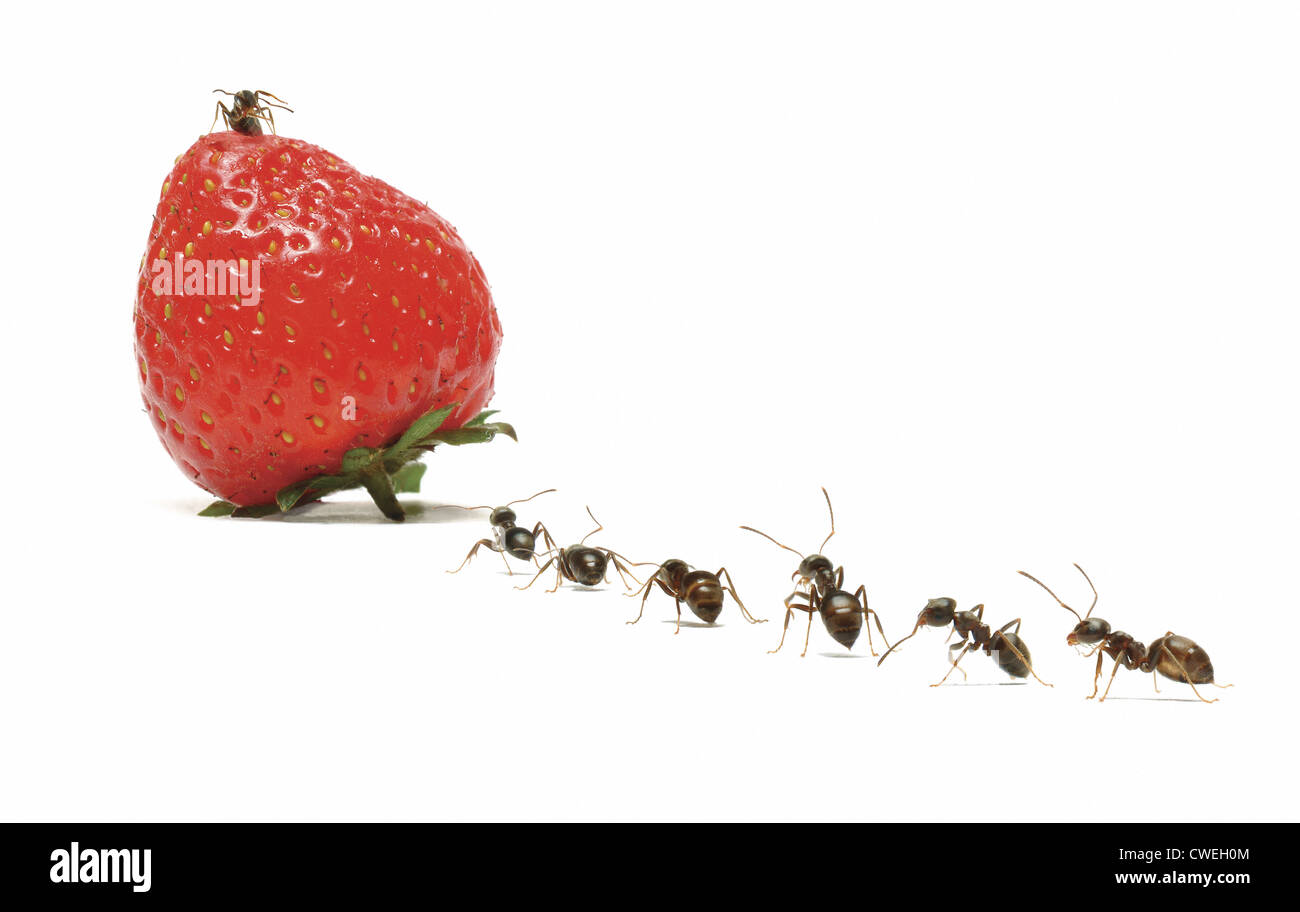 line of ants marching to strawberry Stock Photo Alamy