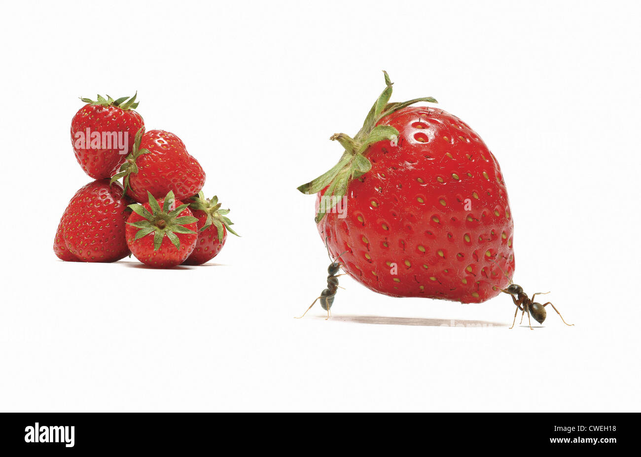 ants carrying strawberry to pile of strawberries Stock Photo Alamy