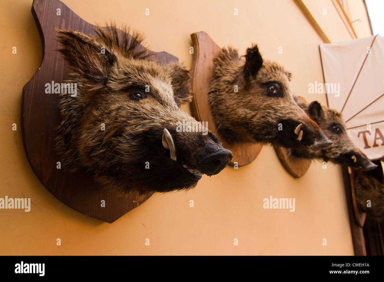 Animal heads on wall hi-res stock photography and images - Alamy
